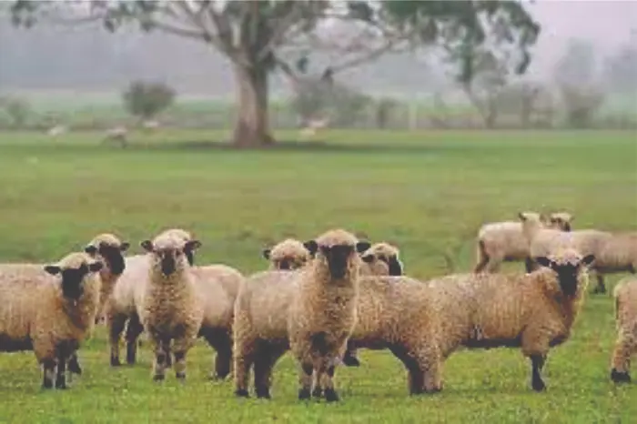 Granja